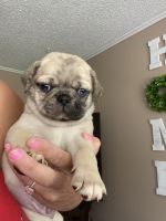 Pug Puppies for sale in Hawley, PA 18428, USA. price: $1,000