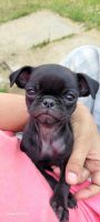 Pug Puppies for sale in Lafayette, IN, USA. price: $550