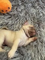 Pug Puppies for sale in Allentown, PA, USA. price: $1,200