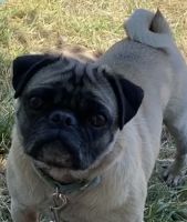 Pug Puppies for sale in Hillsboro, OR, USA. price: $1,000