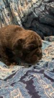 Pug Puppies for sale in Thomaston, CT, USA. price: $1,500