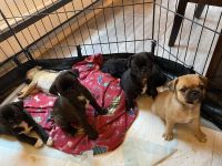 Pug Puppies for sale in Hawley, PA 18428, USA. price: $500