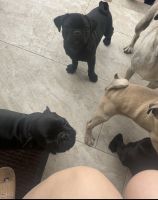 Pug Puppies for sale in Los Angeles, CA 90044, USA. price: $350