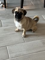 Pug Puppies for sale in Elk Grove, CA 95624, USA. price: $600