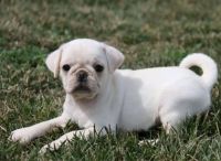Pug Puppies for sale in Texas Rd, Marlboro, NJ, USA. price: $750