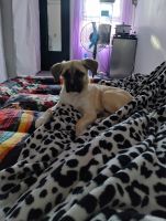 Pug Puppies for sale in Long Beach, CA 90807, USA. price: $600