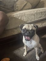 Pug Puppies for sale in San Leandro, CA, USA. price: $600