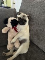 Pug Puppies for sale in Pittsburg, CA, USA. price: $400