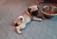 Pug Puppies for sale in Fort Smith, AR, USA. price: $500