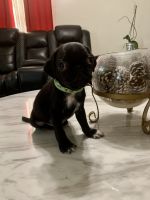 Pug Puppies for sale in Kissimmee, FL, USA. price: $800
