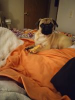 Pug Puppies for sale in Sedro-Woolley, WA 98284, USA. price: $50,000