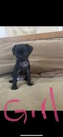 Pug Puppies for sale in Lancaster, CA, USA. price: $300