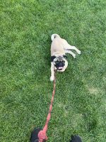 Pug Puppies for sale in Chicago, IL, USA. price: $1,000