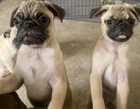 Pug Puppies for sale in Orlando, FL 32822, USA. price: $800