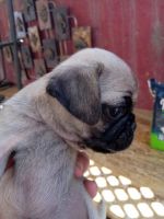 Pug Puppies for sale in 4521 N Vincent Ave, Covina, CA 91722, USA. price: $100