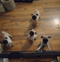 Pug Puppies for sale in Nevada, MO 64772, USA. price: $800