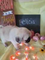 Pug Puppies for sale in Long Creek, IL 62521, USA. price: $1,200