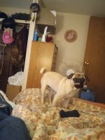 Pug Puppies for sale in Sedro-Woolley, WA 98284, USA. price: NA
