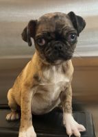 Pug Puppies for sale in Hammond, IN, USA. price: $700