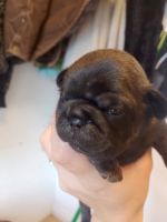 Pug Puppies for sale in Roosevelt, UT 84066, USA. price: $1,000
