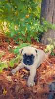 Pug Puppies for sale in Austin, TX, USA. price: $650