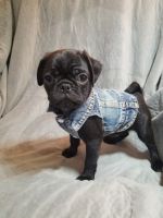 Pug Puppies for sale in Akron, CO 80720, USA. price: $750