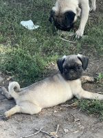 Pug Puppies for sale in Pocatello, ID, USA. price: $500