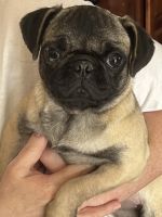 Pug Puppies for sale in Frederick, MD, USA. price: $900