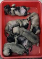 Pug Puppies for sale in Thirumullaivoyal, Chennai, Tamil Nadu, India. price: 10,000 INR