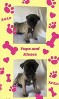 Pug Puppies for sale in Gettysburg, PA 17325, USA. price: $600