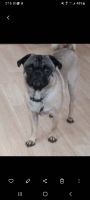 Pug Puppies for sale in Apache Junction, AZ, USA. price: $400