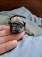 Pug Puppies for sale in Vancouver, WA, USA. price: NA