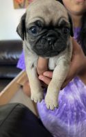 Pug Puppies for sale in Long Beach, CA, USA. price: $600