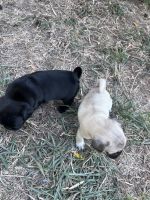 Pug Puppies for sale in Sacramento, CA, USA. price: $550