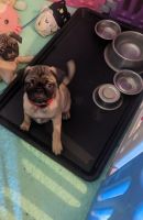 Pug Puppies for sale in West Covina, CA, USA. price: $350