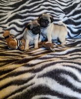 Pug Puppies for sale in Waldron, AR 72958, USA. price: $1,000