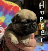 Pug Puppies for sale in Epping, NH, USA. price: $800