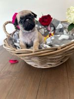 Pug Puppies for sale in Clifton, NJ, USA. price: NA