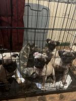 Pug Puppies for sale in Pocatello, ID, USA. price: $400