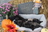 Pug Puppies for sale in Long Creek, IL 62521, USA. price: $1,200