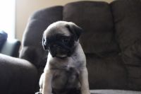 Pug Puppies for sale in Windsor, CT, USA. price: $1,800