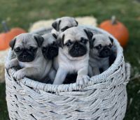 Pug Puppies for sale in Littleton, CO, USA. price: $1,500