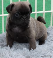 Pug Puppies for sale in Dallas, TX, USA. price: $2,000