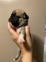 Pug Puppies for sale in Hawley, PA 18428, USA. price: $1,200
