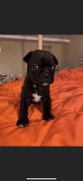 Pug Puppies for sale in Hawley, PA 18428, USA. price: $800