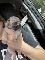Pug Puppies for sale in Pinellas Park, FL, USA. price: $500