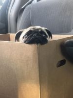 Pug Puppies for sale in Pittsburg, CA, USA. price: $500