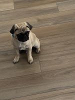 Pug Puppies for sale in Eagle, ID, USA. price: $600