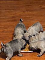Pug Puppies for sale in Garden Grove, CA, USA. price: $480