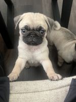 Pug Puppies for sale in McCordsville, IN 46055, USA. price: $1,000